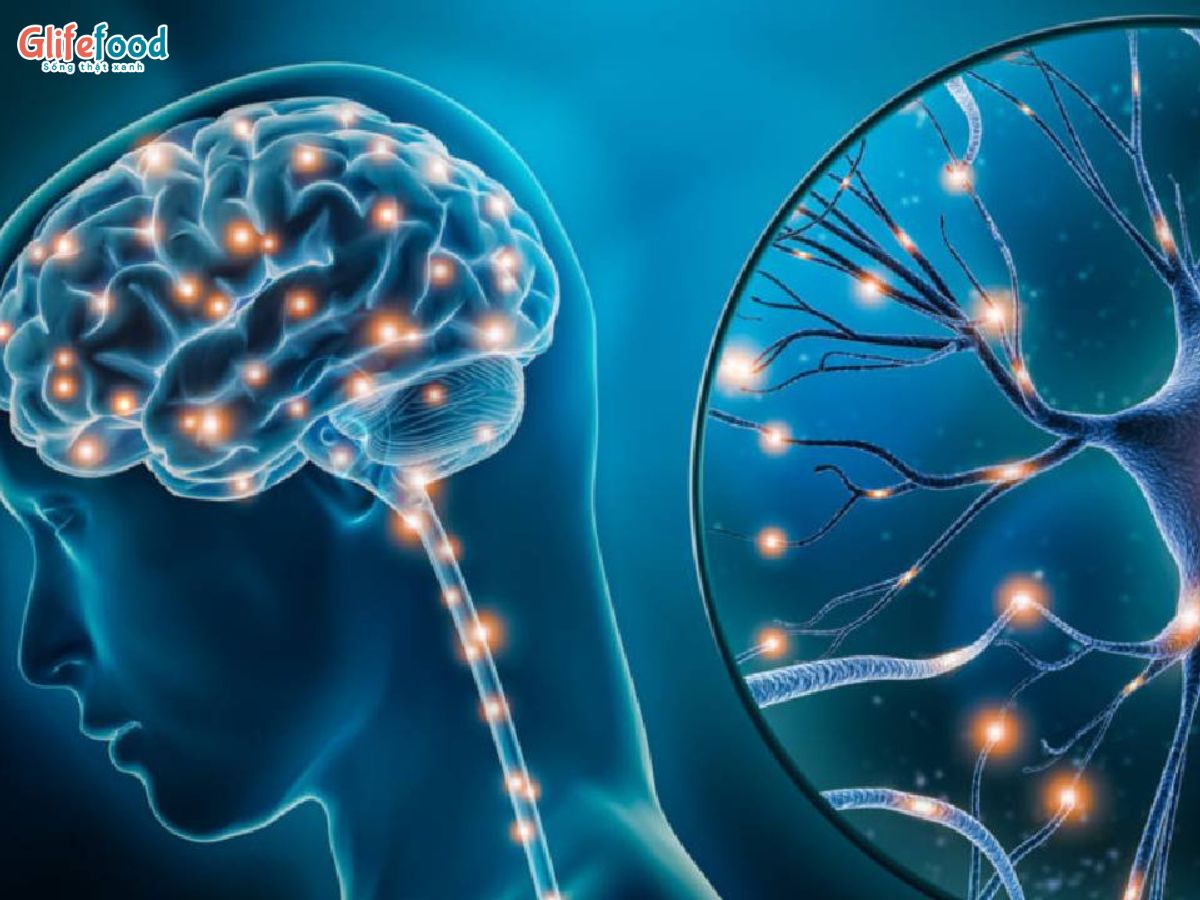 GABA, MELATONIN VÀ GIẤC NGỦ: HIỂU ĐÚNG ĐỂ CHỮA MẤT NGỦ AN TOÀN, HIỆU QUẢ